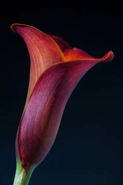 Beautiful vibrant purple, red, orange calla lily / arum lily (botanical: Zantedeschia aethiopica) shot against black background.