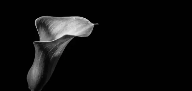 Beautiful black and white calla lily / arum lily (botanical: Zantedeschia aethiopica) shot against black background.
