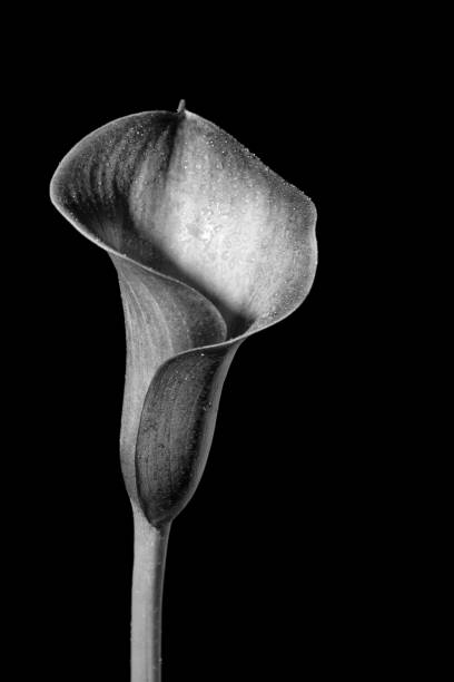 istock Black and white calla lily / arum lily (botanical: Zantedeschia aethiopica) shot against black background. 1138444980