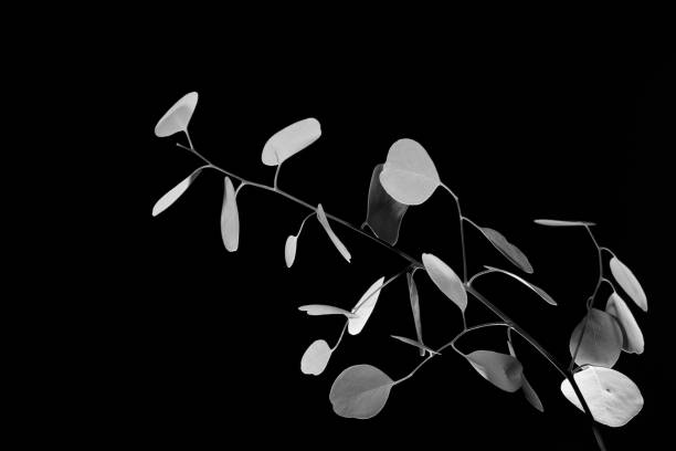 istock Creative monochrome double exposure of Eucalyptus leaves shot against a black background. 1138445005