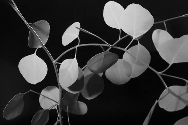 istock Creative monochrome double exposure of Eucalyptus leaves shot against a black background. 1138445019