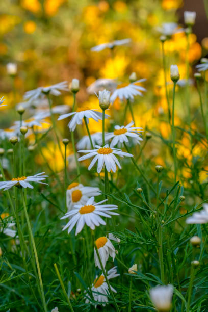 istock Macro shot of field flowers 1138445021