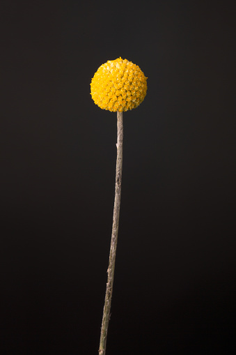 Beautiful blooming, soft lit yellow billy button or woollyhead (botanical: Craspedia) . Shot against a dark background.