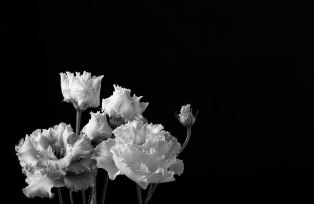 istock Blooming, soft lit fringed Lisianthus Corelli (botanical: Eustoma) . Shot against a dark, slightly lit background. 1138445136