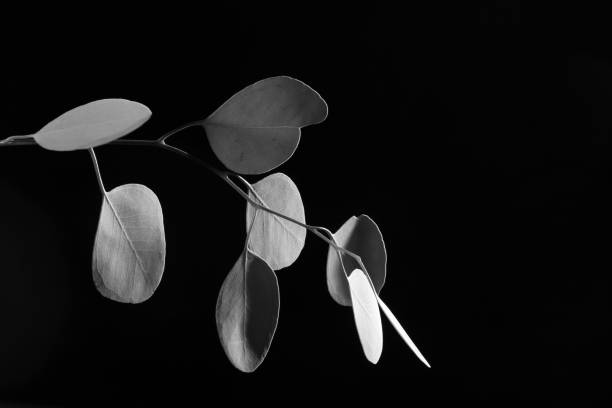 Creative monochrome double exposure of Eucalyptus leaves shot against a black background.
