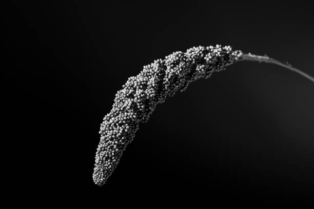 Moonlit ornamental grass with seed pods bending forward in black and white shot against black background.
