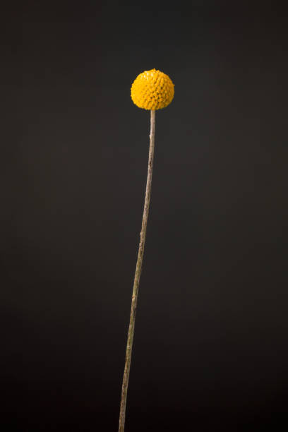 istock Beautiful blooming, soft lit yellow billy button or woollyhead (botanical: Craspedia) . Shot against a dark background. 1138445228