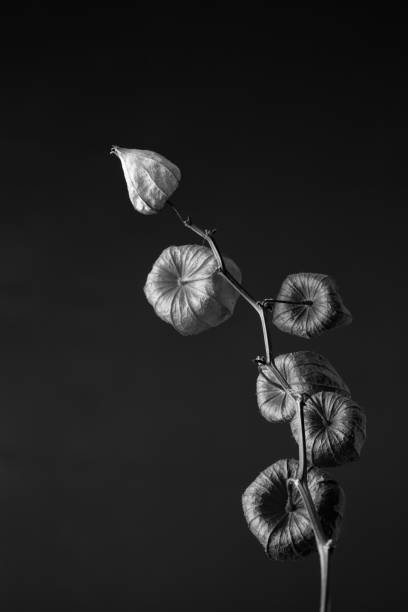 istock Dramatic monochrome decorative abstracted Japanese lantern branch (botanical: Physalis alkekengi) shot against a black background. 1138445256