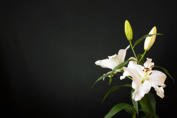 istock Blooming, soft lit white lily (botanical: Lilium Orientalis). Shot against a dark, slightly lit background. 1138445257