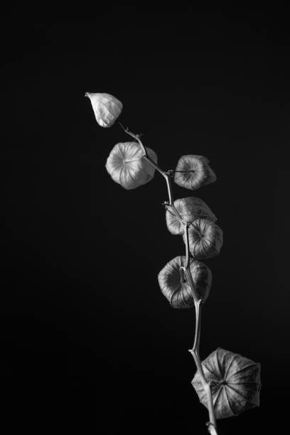 istock Dramatic monochrome decorative abstracted Japanese lantern branch (botanical: Physalis alkekengi) shot against a black background. 1138445262