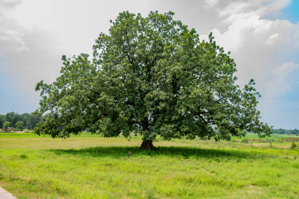 indian big mahuwa arbre vue de près dans un champ de village rural. - forest road nature birch tree photos et images de collection