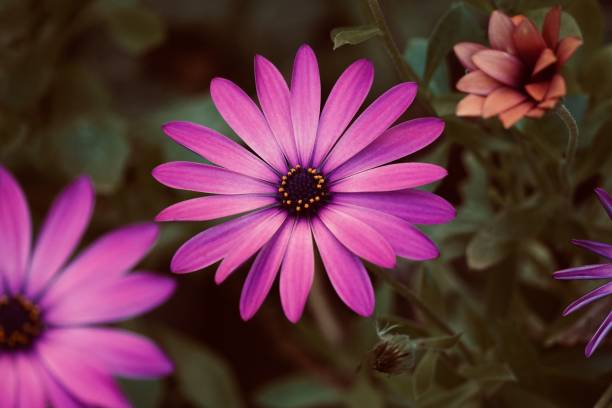 istock pink flower plant in springtime 1138448260