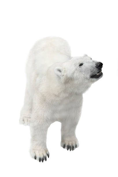 istock female polar white bear goes isolated on a white 1138448800