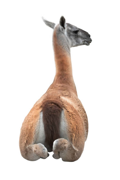 istock lama guanicoe isolated on a white 1138448802