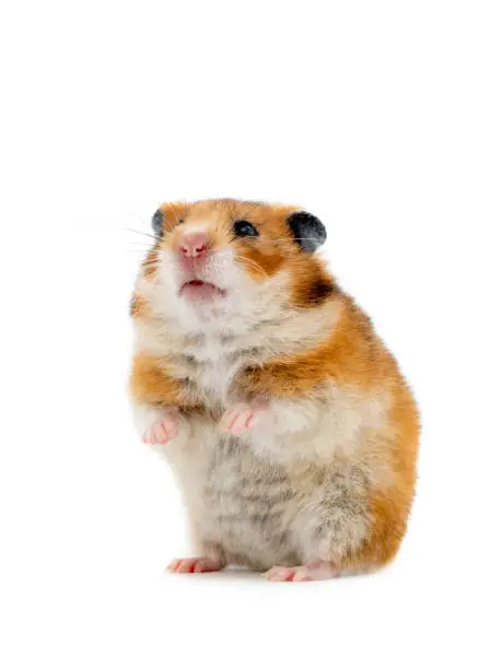 Photo of hamster standing on its hind legs isolated on white