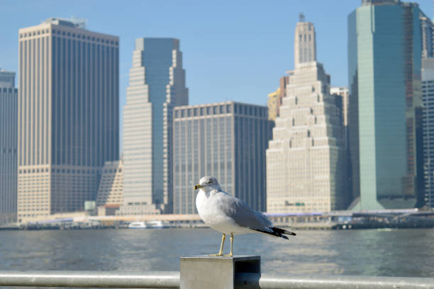 istock Seagull against a Manhattan skyline. 1138449604