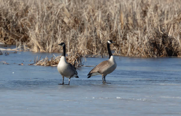 istock Canada geese (Branta canadensis) on the lake 1138450495