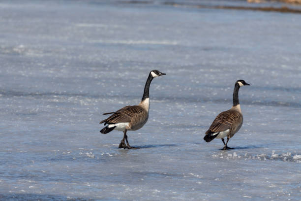 istock Canada geese (Branta canadensis) on the lake 1138450501