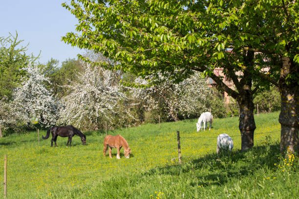 variation of horses grazing on pasture in spring