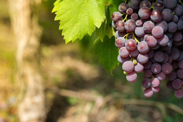 istock Pinot noir wine grapes at a vine 1138450798
