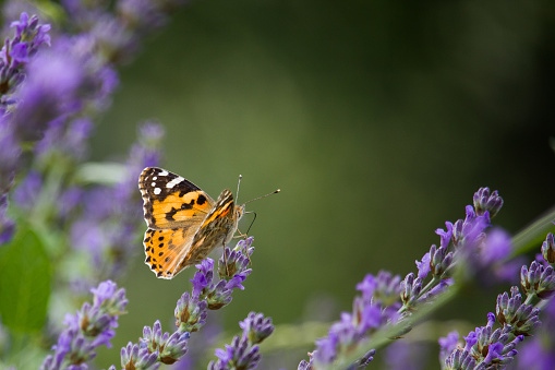 Beautiful butterfly in a lavender field, close-up, selective focus.