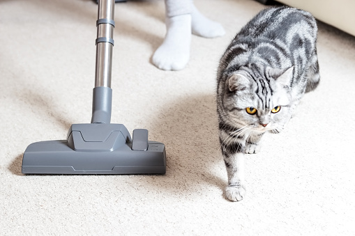 Vacuum cleaner. Carpet hoover. Cleaning. Cat hair.