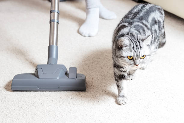 Vacuum cleaner. Carpet hoover. Cat hair. stock photo