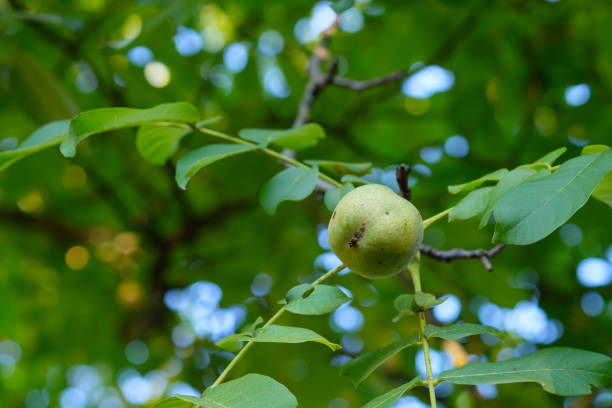 noyer vert à une branche d’arbre - walnut tree walnut nut branch photos et images de collection