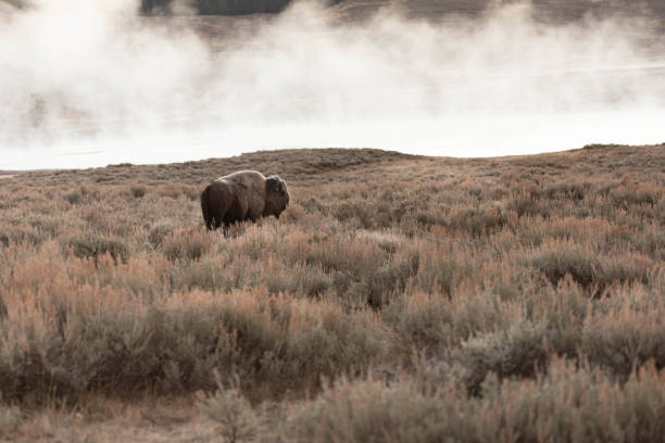 Bison standing with frost on him and fog