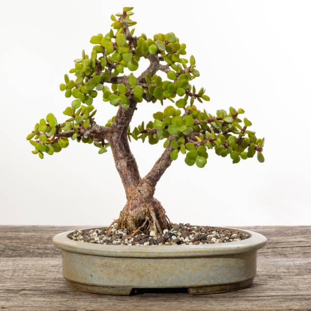 1,300+ Cactus Bonsai Pictures & Royalty-Free - iStock