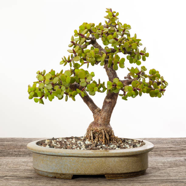 盆栽 Suculenta jade Succulent Bonsai Jade Tree In A Pot Stock Photo - Download Image