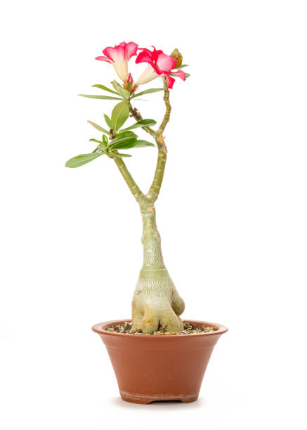 Desert rose (Adenium) with red flowers in a pot Desert rose (Adenium) with red flowers in a pot in vertical format adenium obesum stock pictures, royalty-free photos & images