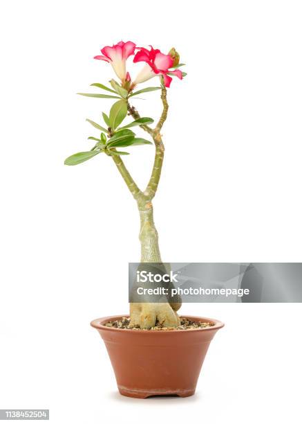 Desert Rose With Red Flowers In A Pot Stock Photo - Download Image Now - Adenium Obesum, Adenium, Botany