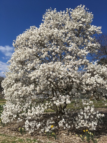 Big star magnolia tree in white flowers on a blue sky