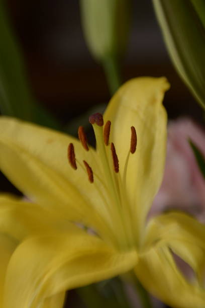 istock Bright Flowers in Winter 1138453784
