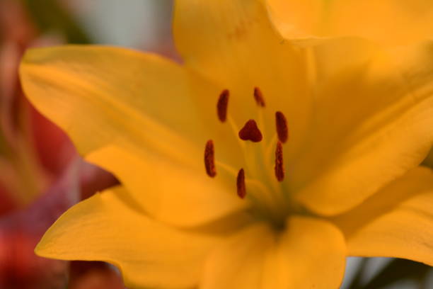 istock Bright Flowers in Winter 1138453834