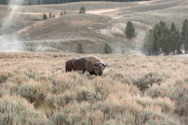 istock Bison at Yellowstone with frost all over him 1138454039