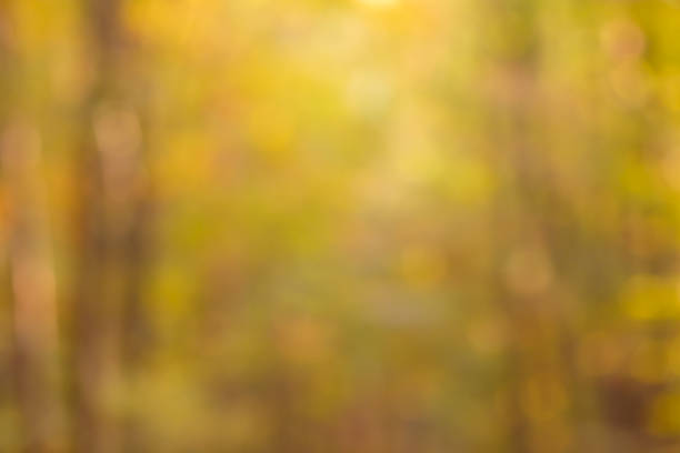 istock Abstract blurred bokeh background autumn forest 1138454295