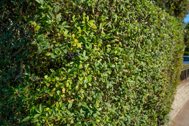 Privet (Ligustrum) as hedge Privet (Ligustrum) as hedge plant with black berries privet stock pictures, royalty-free photos & images