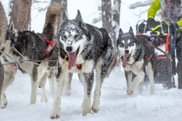 istock Team sled dogs running along a snowy road 1138454707