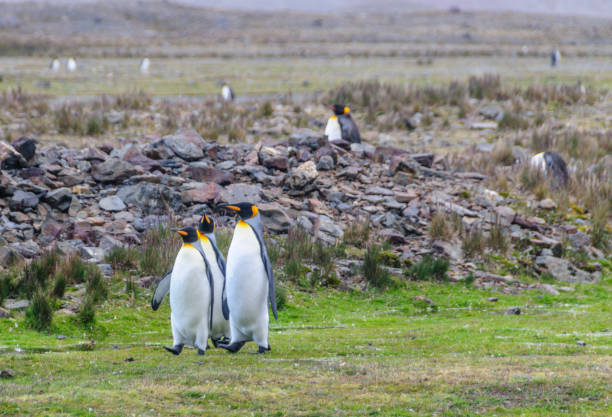 três rei pinguins no louro de fortuna - south georgia falkland islands mode of transport nature - fotografias e filmes do acervo