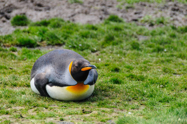 istock King Penguins on Salisbury plains 1138454886