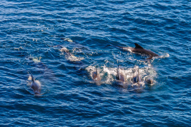 istock Long-Finned Pilot Whales in the Southern Atlantic Ocean 1138454898