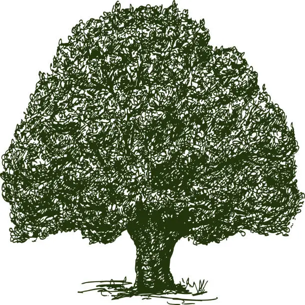Vector illustration of Hand drawing of an old oak tree