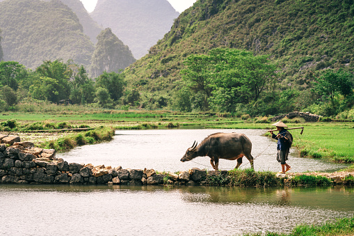 Old chinese farmer with buffalo against rice field 
Yangshuo, China