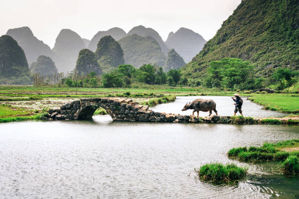 vecchio agricoltore cinese con bufalo d'acqua contro la risaia - guilin foto e immagini stock