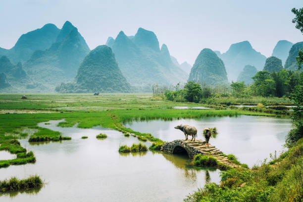 vecchio agricoltore cinese con bufalo d'acqua contro la risaia - guilin foto e immagini stock