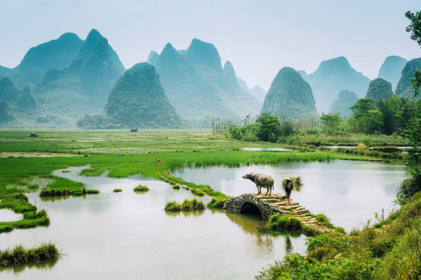 Old chinese farmer with water buffalo against rice field Old chinese farmer with buffalo against rice field 
Yangshuo, China rice paddy photos stock pictures, royalty-free photos & images
