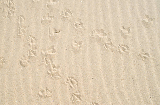 Intersecting birds footprints in the sand on beach