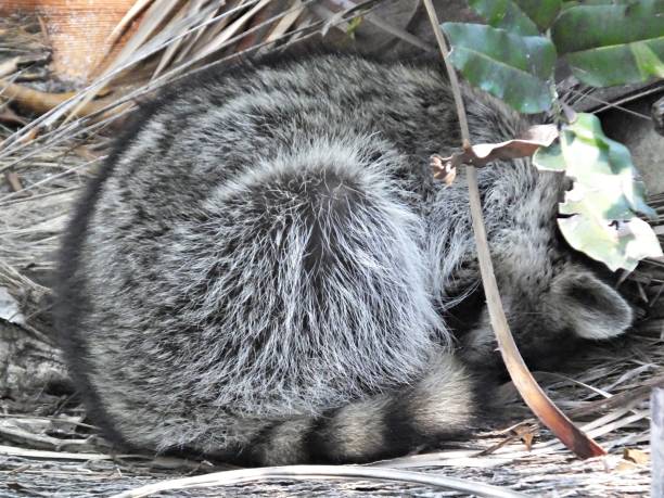 istock Raccoon (Procyon lotor) sleeping in the Florida wetlands 1138458515